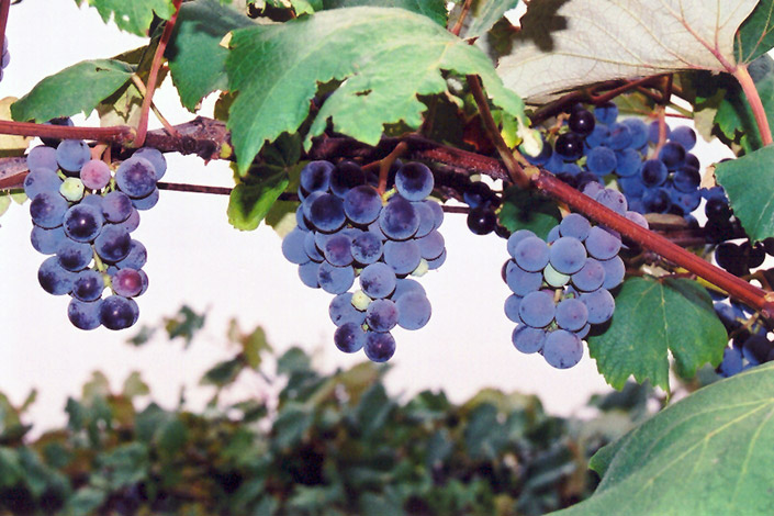 Concord Grape (Vitis 'Concord') at Smitty's Garden Center