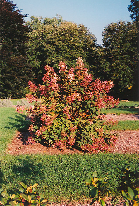 Tardiva Hydrangea (Hydrangea paniculata 'Tardiva') at Smitty's Garden Center