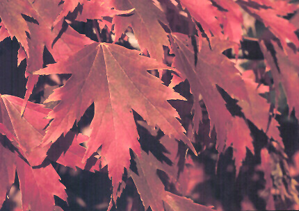 Firefall Maple (Acer x freemanii 'Firefall') at Smitty's Garden Center