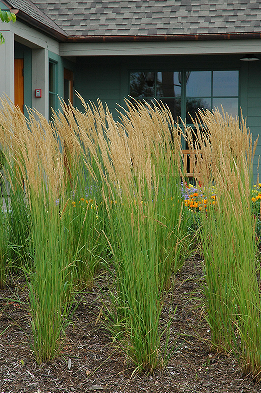 Karl Foerster Reed Grass (Calamagrostis x acutiflora 'Karl Foerster') at Smitty's Garden Center