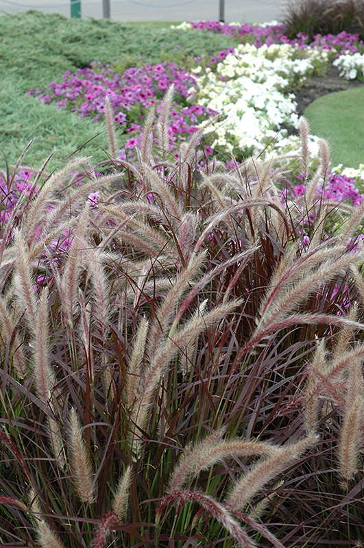 Purple Fountain Grass (Pennisetum setaceum 'Rubrum') at Smitty's Garden Center