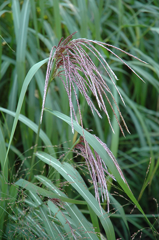 Maiden Grass (Miscanthus sinensis) at Smitty's Garden Center