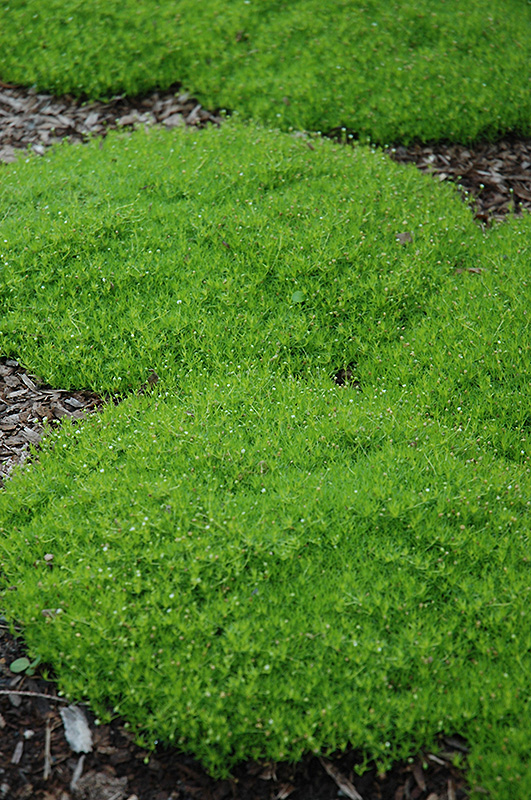 Irish Moss (Sagina subulata) at Smitty's Garden Center