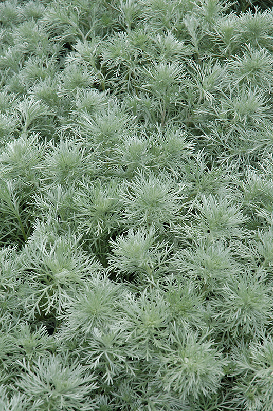 Silver Mound Artemesia (Artemisia schmidtiana 'Silver Mound') at Smitty's Garden Center