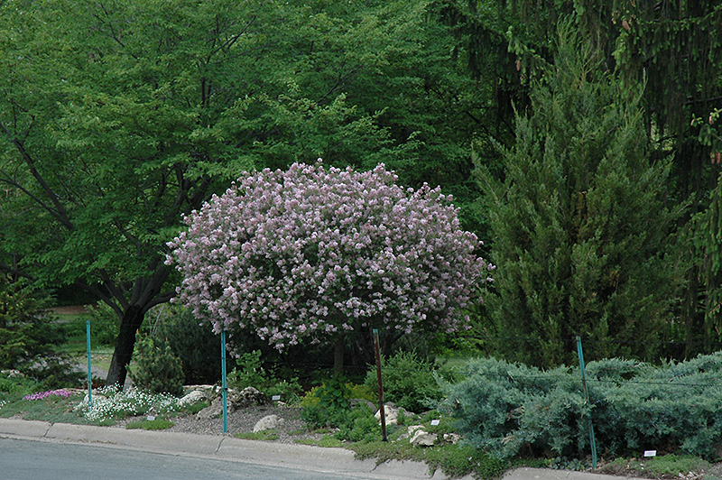 Dwarf Korean Lilac (tree form) (Syringa meyeri 'Palibin (tree form)') at Smitty's Garden Center