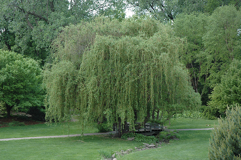 Golden Curls Willow (Salix 'Golden Curls') at Smitty's Garden Center