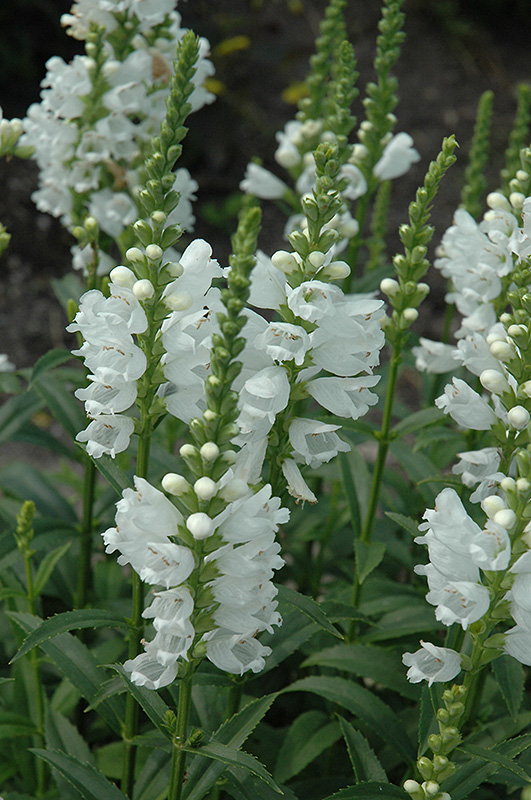 Miss Manners Obedient Plant (Physostegia virginiana 'Miss Manners') at Smitty's Garden Center