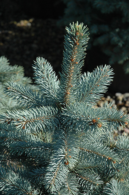 Baby Blue Eyes Spruce (Picea pungens 'Baby Blue Eyes') at Smitty's Garden Center