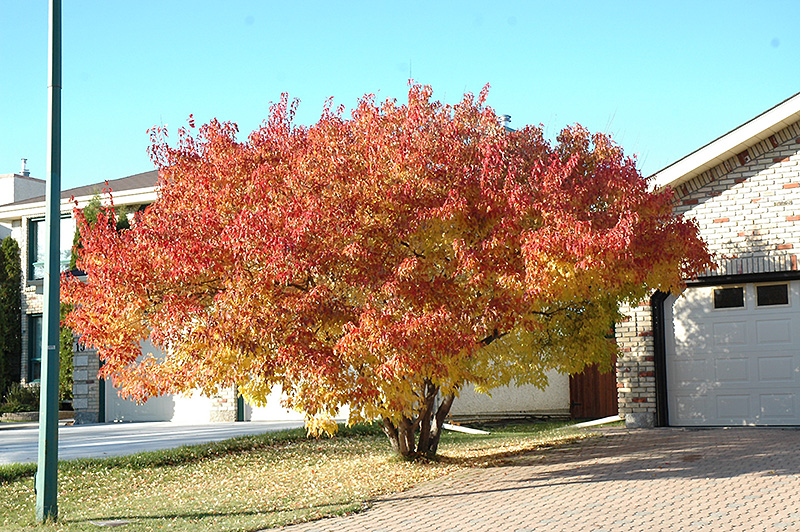 Amur Maple (multi-stem) (Acer ginnala '(multi-stem)') at Smitty's Garden Center
