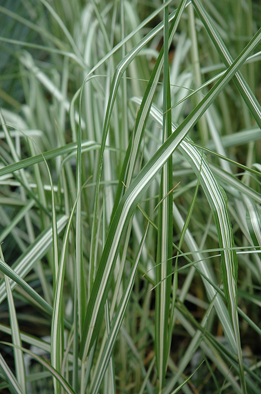 Avalanche Reed Grass (Calamagrostis x acutiflora 'Avalanche') at Smitty's Garden Center