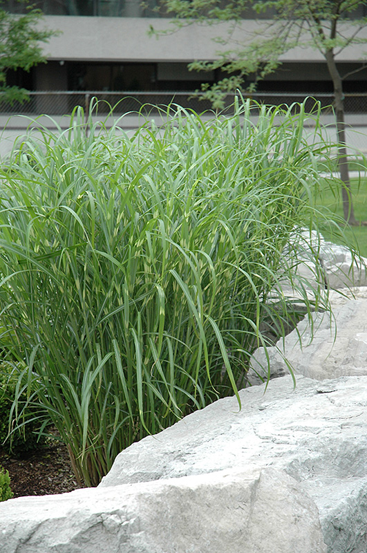 Zebra Grass (Miscanthus sinensis 'Zebrinus') at Smitty's Garden Center