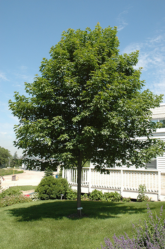 Fall Fiesta Sugar Maple (Acer saccharum 'Bailsta') at Smitty's Garden Center