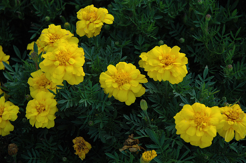 Durango Yellow Marigold (Tagetes patula 'Durango Yellow') at Smitty's Garden Center