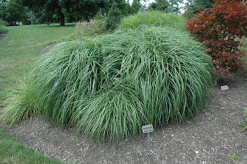Adagio Maiden Grass (Miscanthus sinensis 'Adagio') at Smitty's Garden Center
