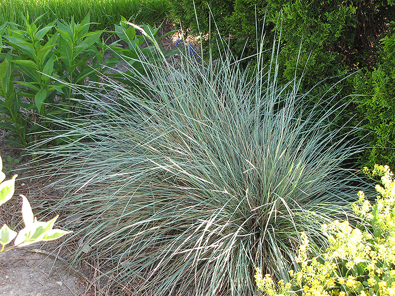 Sapphire Blue Oat Grass (Helictotrichon sempervirens 'Sapphire') at Smitty's Garden Center