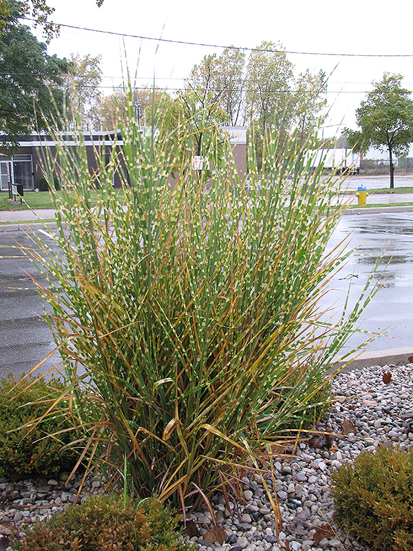 Porcupine Grass (Miscanthus sinensis 'Strictus') at Smitty's Garden Center