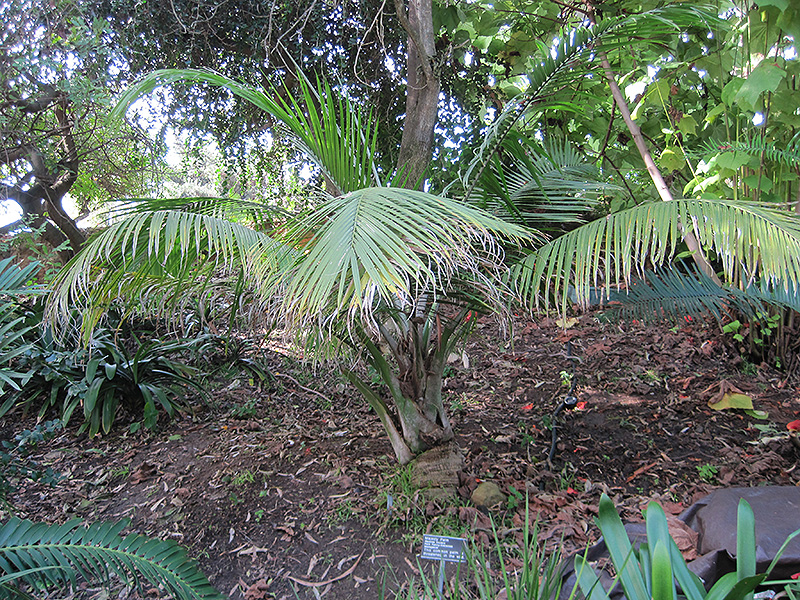 Majesty Palm (Ravenea rivularis) at Smitty's Garden Center