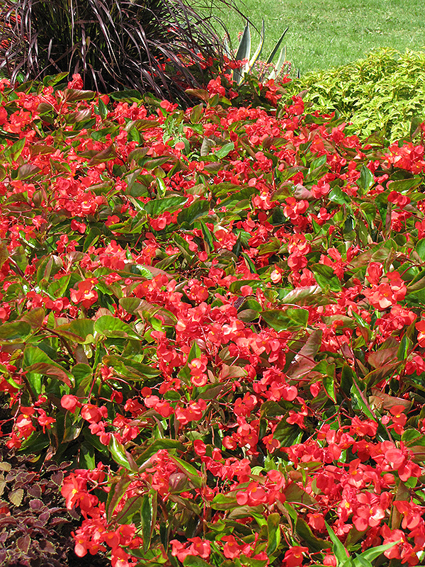 Dragon Wing Red Begonia (Begonia 'Dragon Wing Red') at Smitty's Garden Center