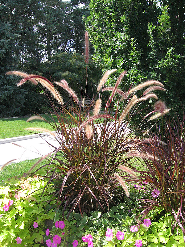 Purple Fountain Grass (Pennisetum setaceum 'Rubrum') at Smitty's Garden Center