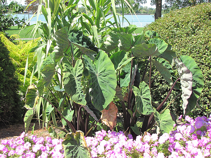 Black Stem Elephant Ear (Colocasia fontanesii) at Smitty's Garden Center