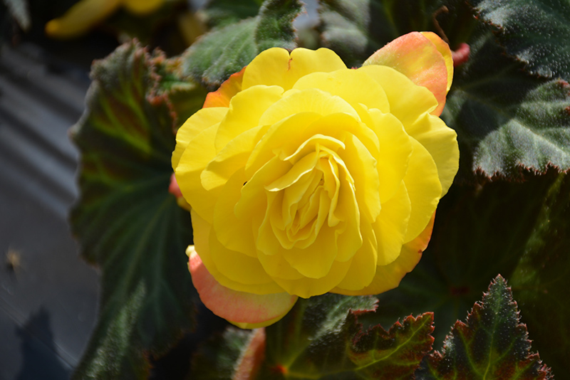 Nonstop Mocca Yellow Begonia (Begonia 'Nonstop Mocca Yellow') at Smitty's Garden Center
