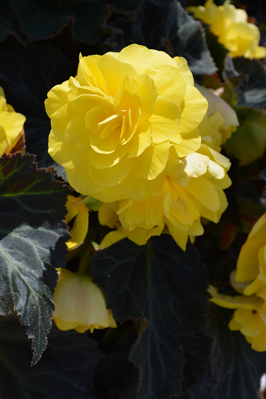 Nonstop Mocca Yellow Begonia (Begonia 'Nonstop Mocca Yellow') at Smitty's Garden Center