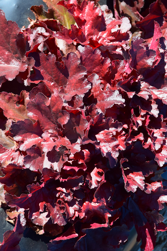 Forever Red Coral Bells (Heuchera 'Forever Red') at Smitty's Garden Center