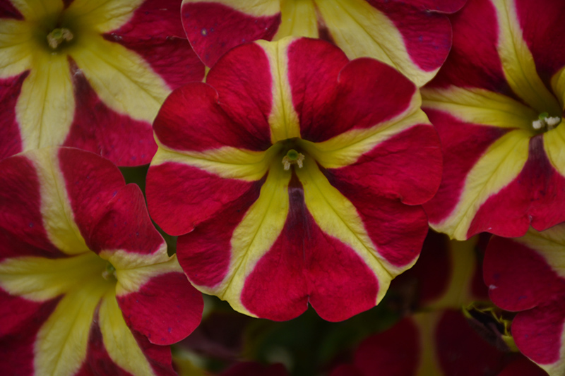Amore Queen of Hearts (Petunia 'Amore Queen of Hearts') at Smitty's Garden Center