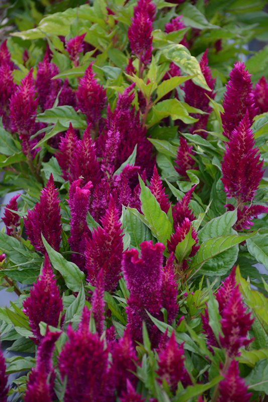 First Flame Purple Celosia (Celosia 'PAS1295065') at Smitty's Garden Center