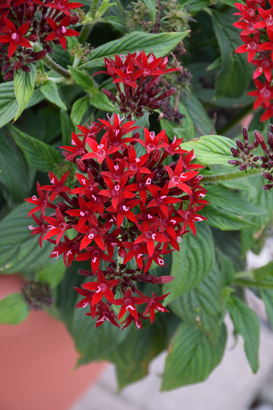 Lucky Star Dark Red Star Flower (Pentas lanceolata 'PAS1231189') at Smitty's Garden Center
