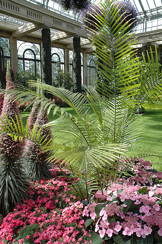 Majesty Palm (Ravenea rivularis) at Smitty's Garden Center