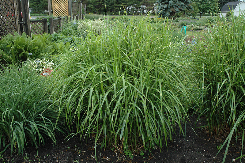 Porcupine Grass (Miscanthus sinensis 'Strictus') at Smitty's Garden Center