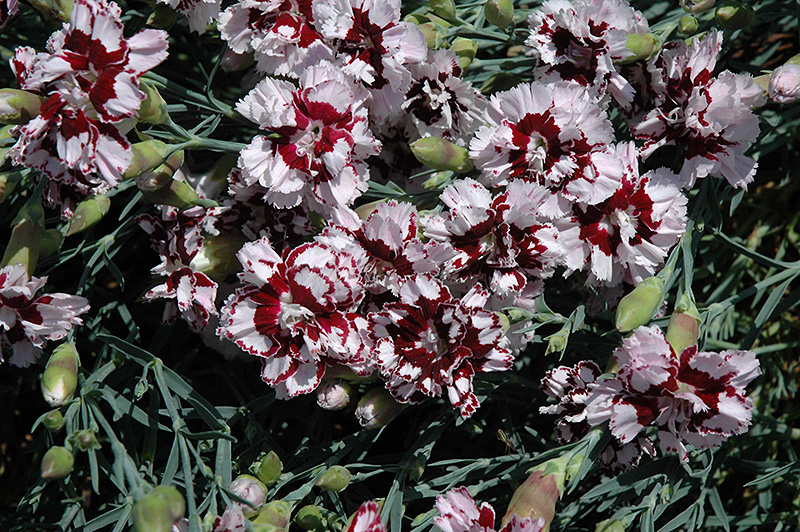 Coconut Punch Pinks (Dianthus 'Coconut Punch') at Smitty's Garden Center