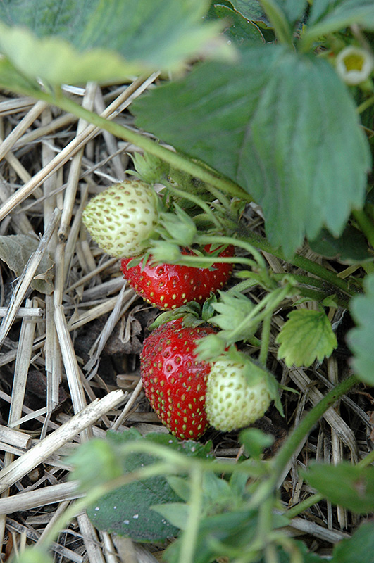 Quinault Strawberry (Fragaria 'Quinault') at Smitty's Garden Center