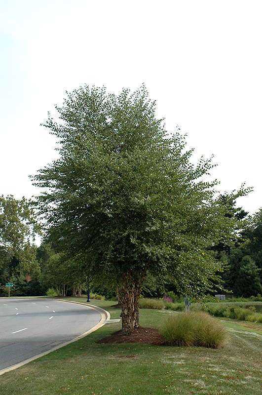 Dura Heat River Birch (clump) (Betula nigra 'Dura Heat (clump)') at Smitty's Garden Center