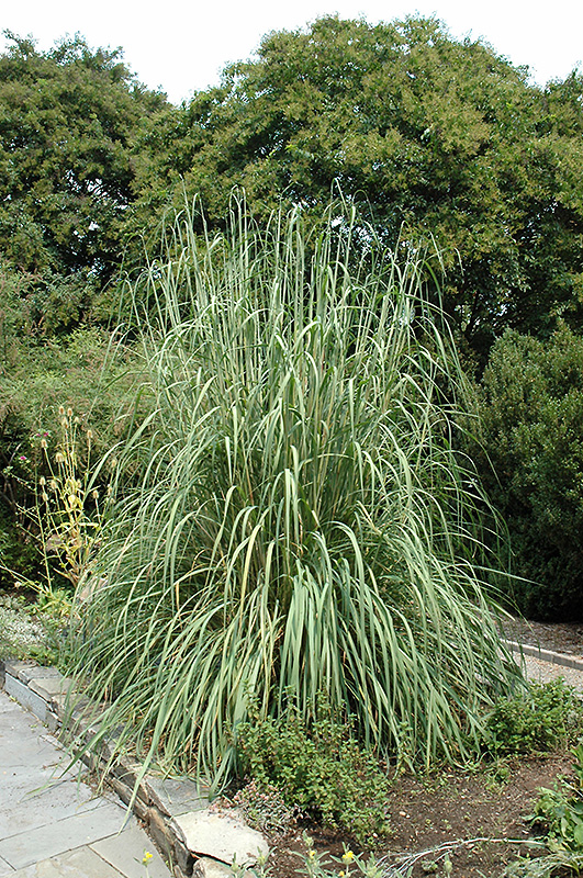 Ravenna Grass (Erianthus ravennae) at Smitty's Garden Center