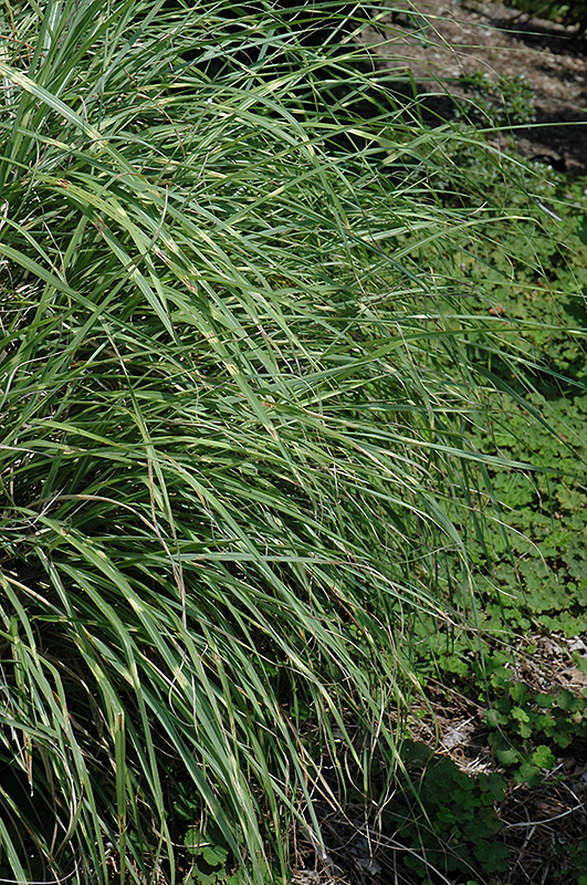 Little Zebra Dwarf Maiden Grass (Miscanthus sinensis 'Little Zebra') at Smitty's Garden Center