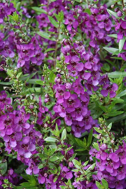 Archangel Dark Purple Angelonia (Angelonia angustifolia 'Archangel Dark Purple') at Smitty's Garden Center
