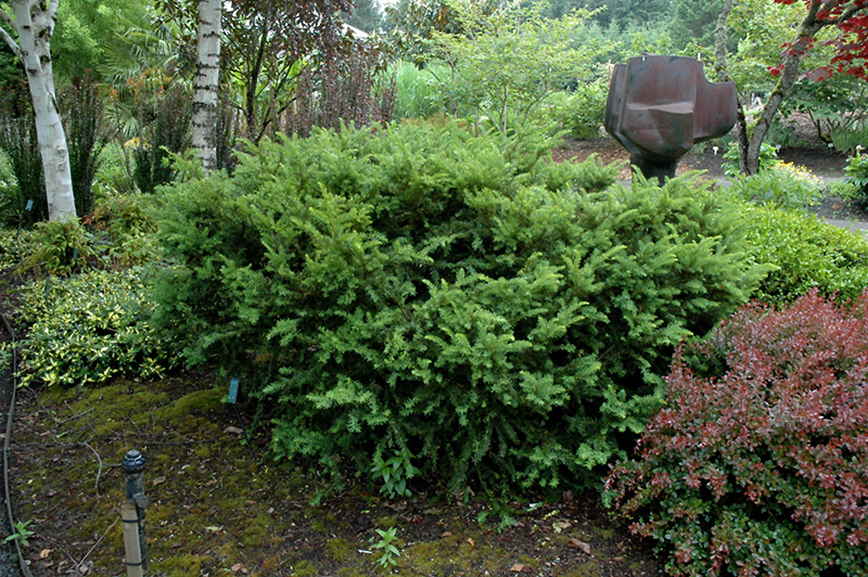 Taunton's Yew (Taxus x media 'Tauntonii') at Smitty's Garden Center