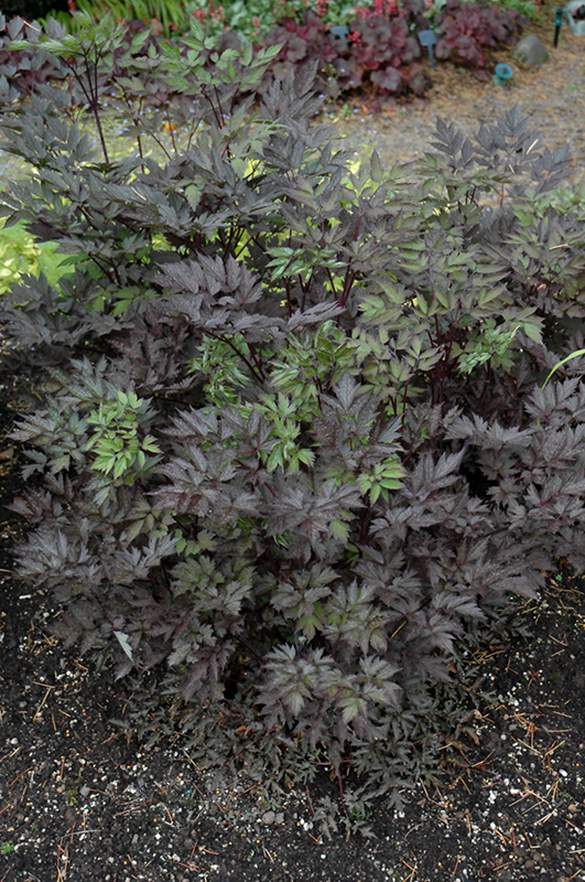 Black Negligee Bugbane (Cimicifuga racemosa 'Black Negligee') at Smitty's Garden Center