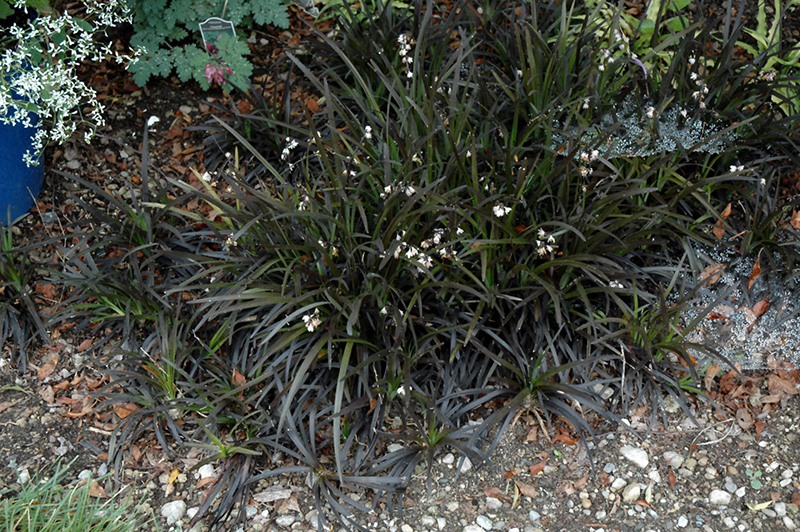 Black Mondo Grass (Ophiopogon planiscapus 'Niger') at Smitty's Garden Center