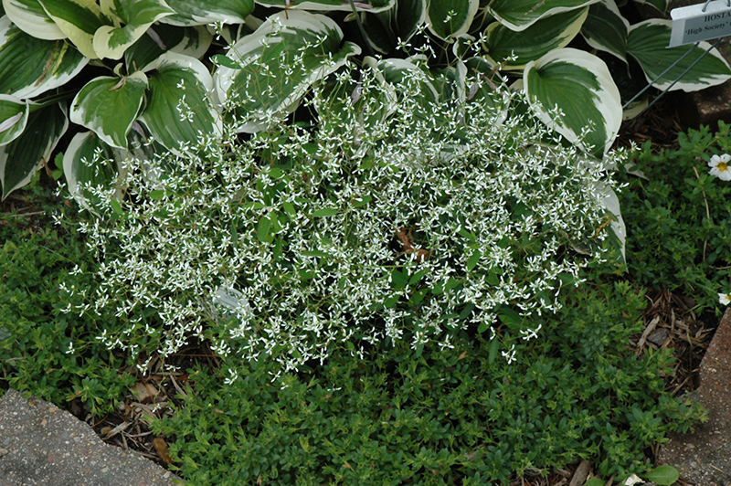 Diamond Frost Euphorbia (Euphorbia 'INNEUPHDIA') at Smitty's Garden Center