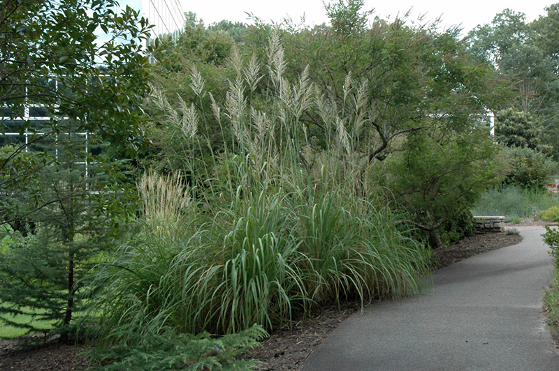 Ravenna Grass (Erianthus ravennae) at Smitty's Garden Center