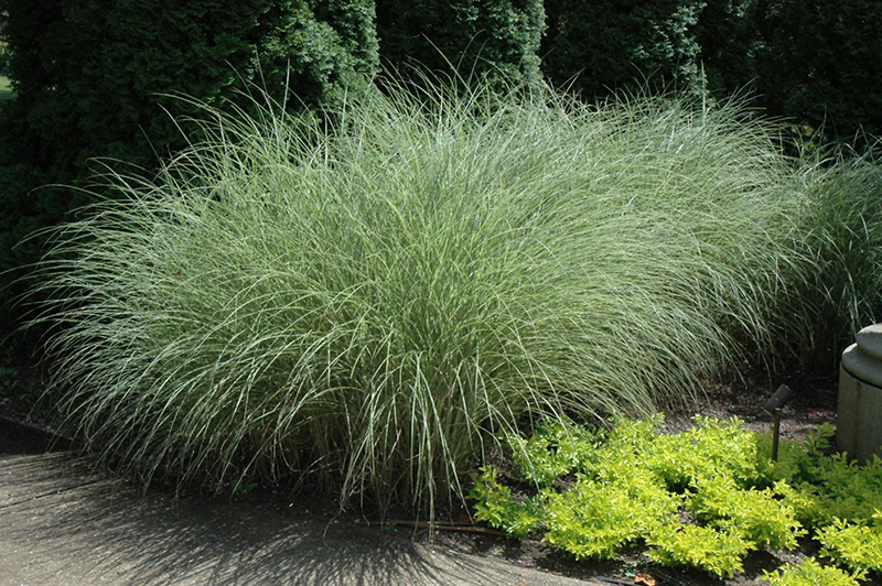 Morning Light Maiden Grass (Miscanthus sinensis 'Morning Light') at Smitty's Garden Center