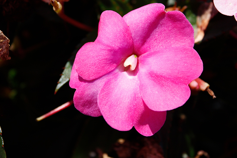 SunPatiens Compact Hot Pink New Guinea Impatiens (Impatiens 'SAKIMP061') at Smitty's Garden Center