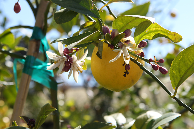 Meyer Lemon (Citrus x meyeri) at Smitty's Garden Center