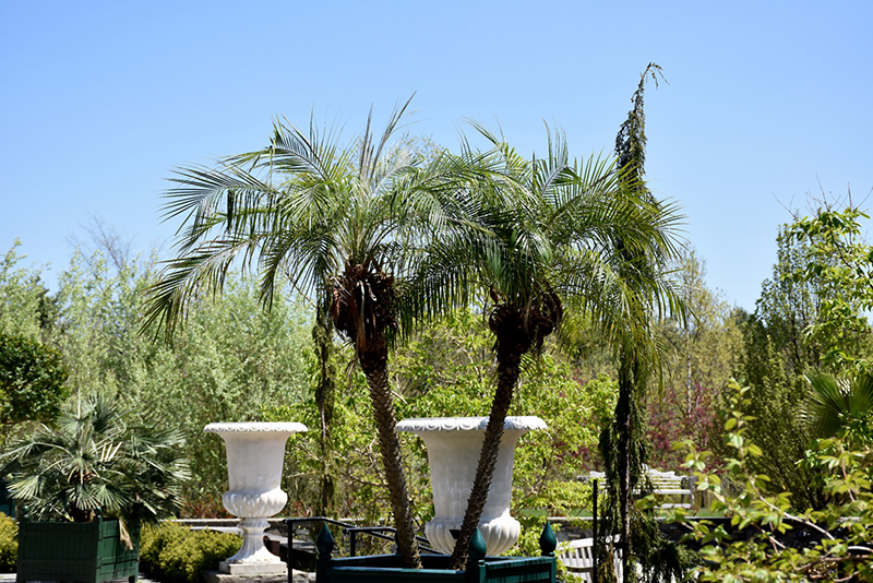 Pygmy Date Palm (Phoenix roebelenii) at Smitty's Garden Center