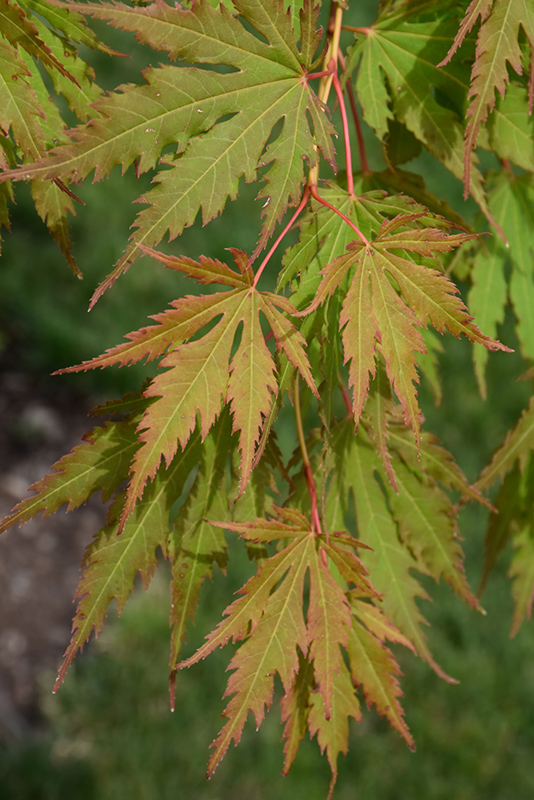 North Wind Japanese Maple (Acer 'IsINW') at Smitty's Garden Center