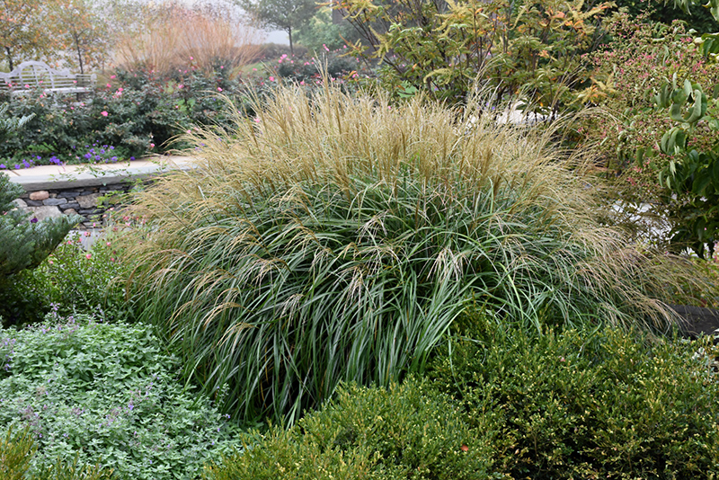 Adagio Maiden Grass (Miscanthus sinensis 'Adagio') at Smitty's Garden Center