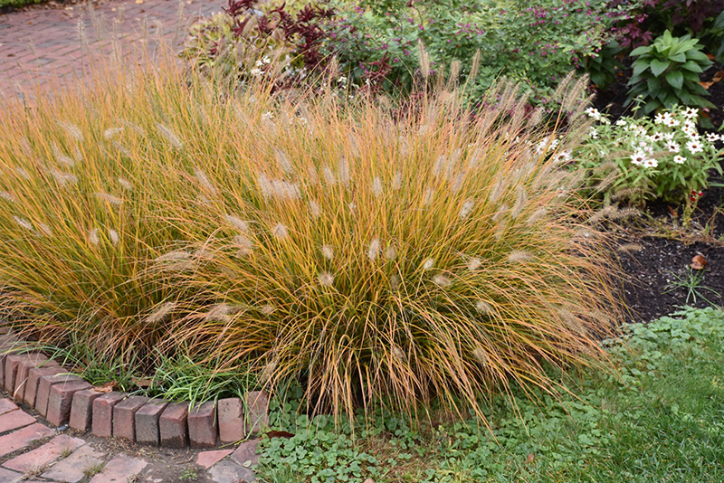 Hameln Dwarf Fountain Grass (Pennisetum alopecuroides 'Hameln') at Smitty's Garden Center